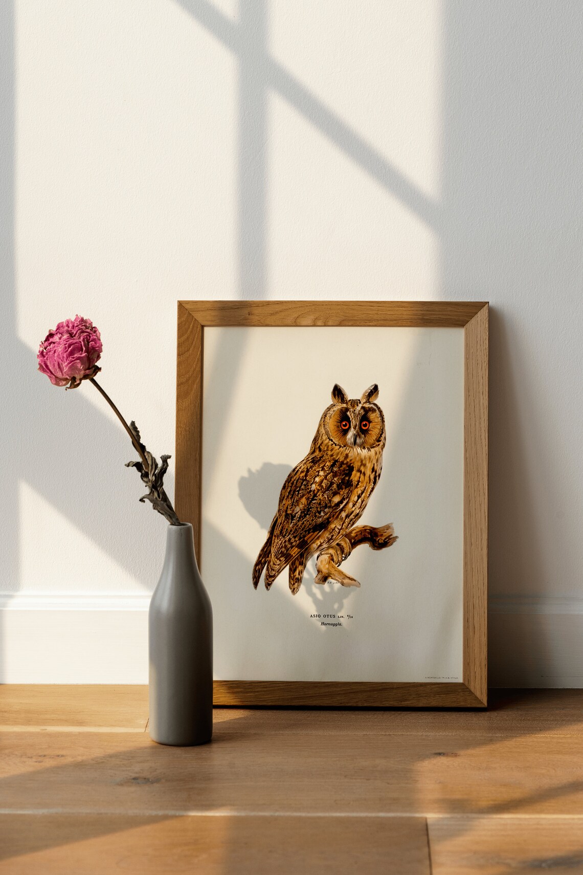 Long Eared Owl Bird Vintage Ornithology Illustration Art Print - Image 4