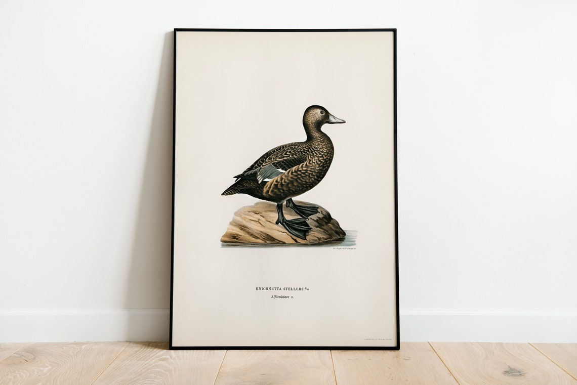 Stellers Eider Duck Vintage Natural History Bird Illustration Print