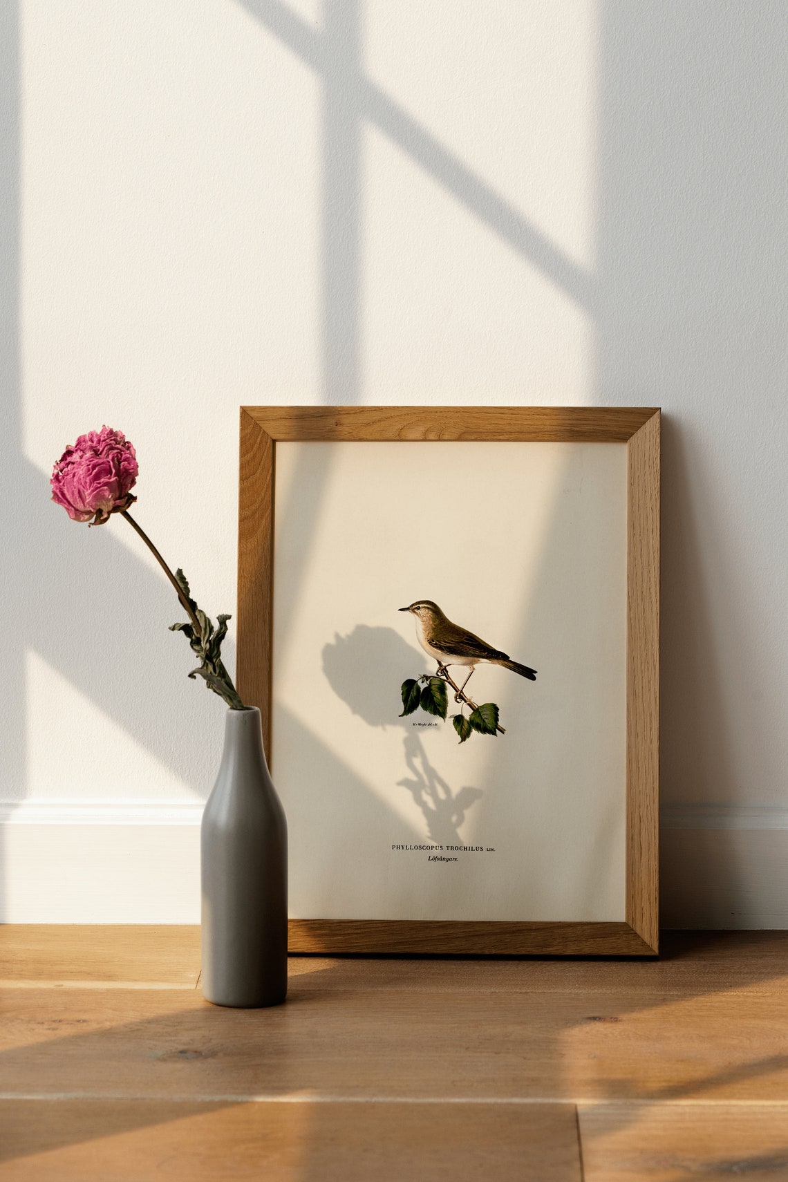 Willow Warbler Songbird Vintage Bird Illustration Archival Poster - Image 4