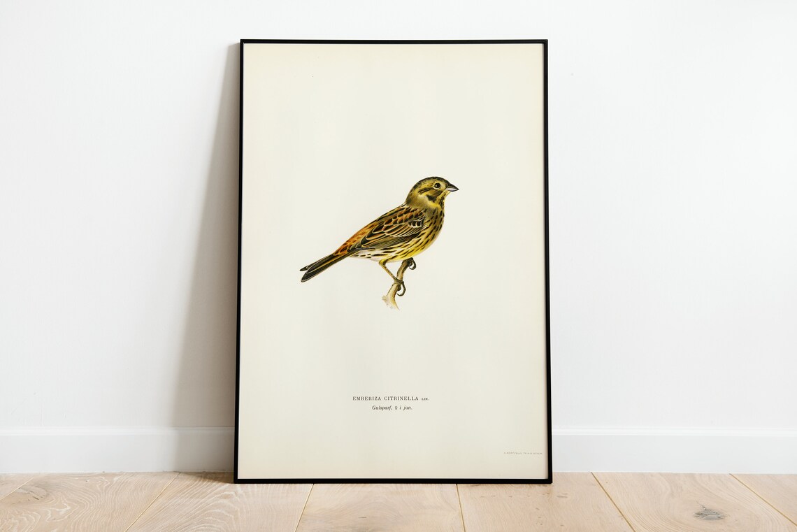 Yellowhammer Female Bird Vintage Nature Art Print