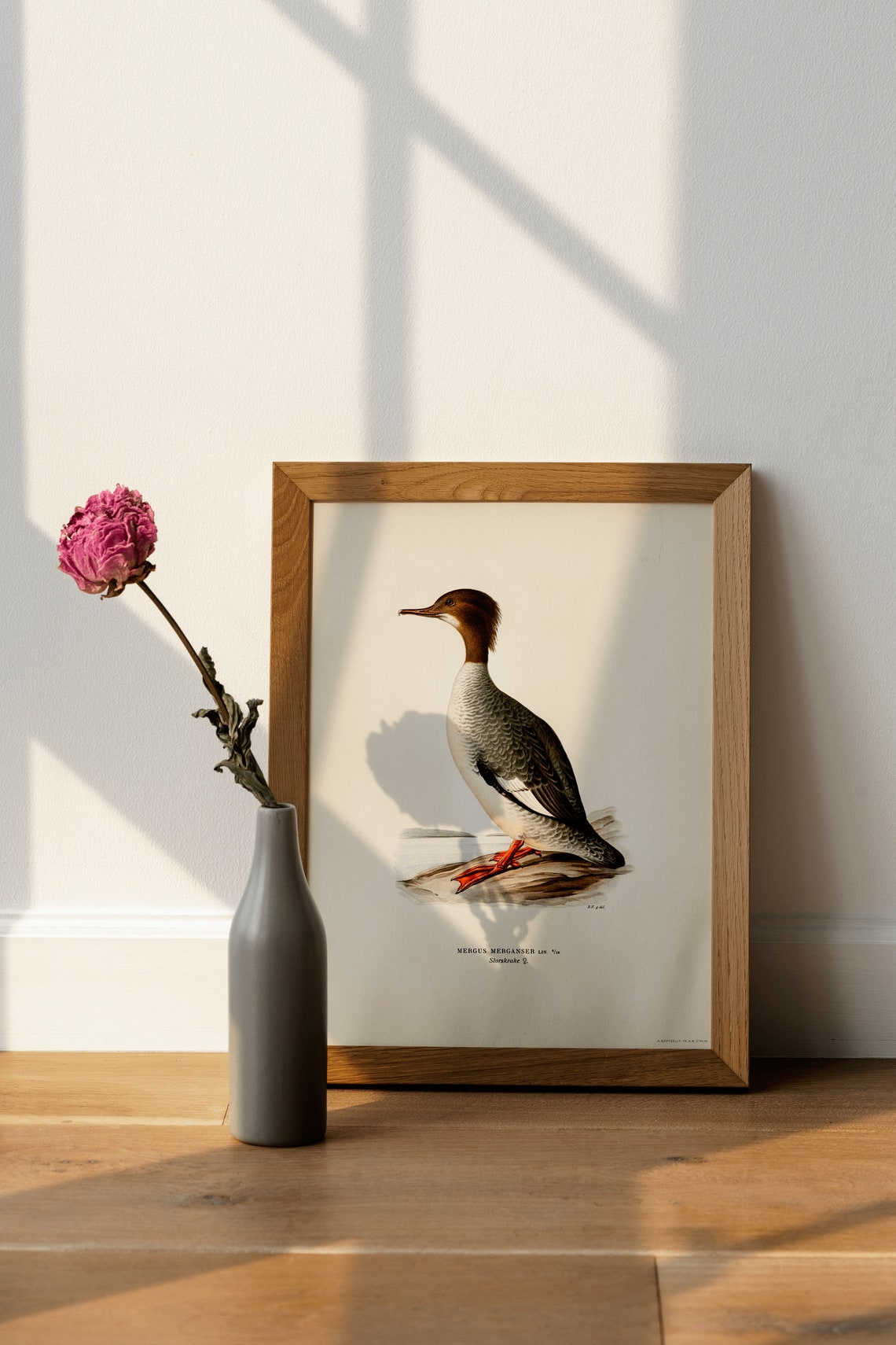 Goosander Merganser Vintage Bird Artwork Waterfowl Classic Print - Image 3