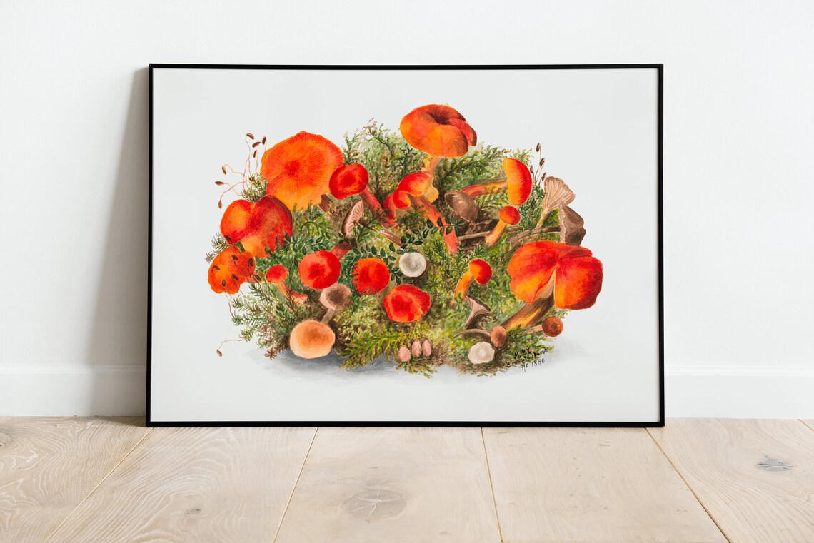 Red Mushroom Fungi Cluster Vintage Botanical Illustration Art Poster