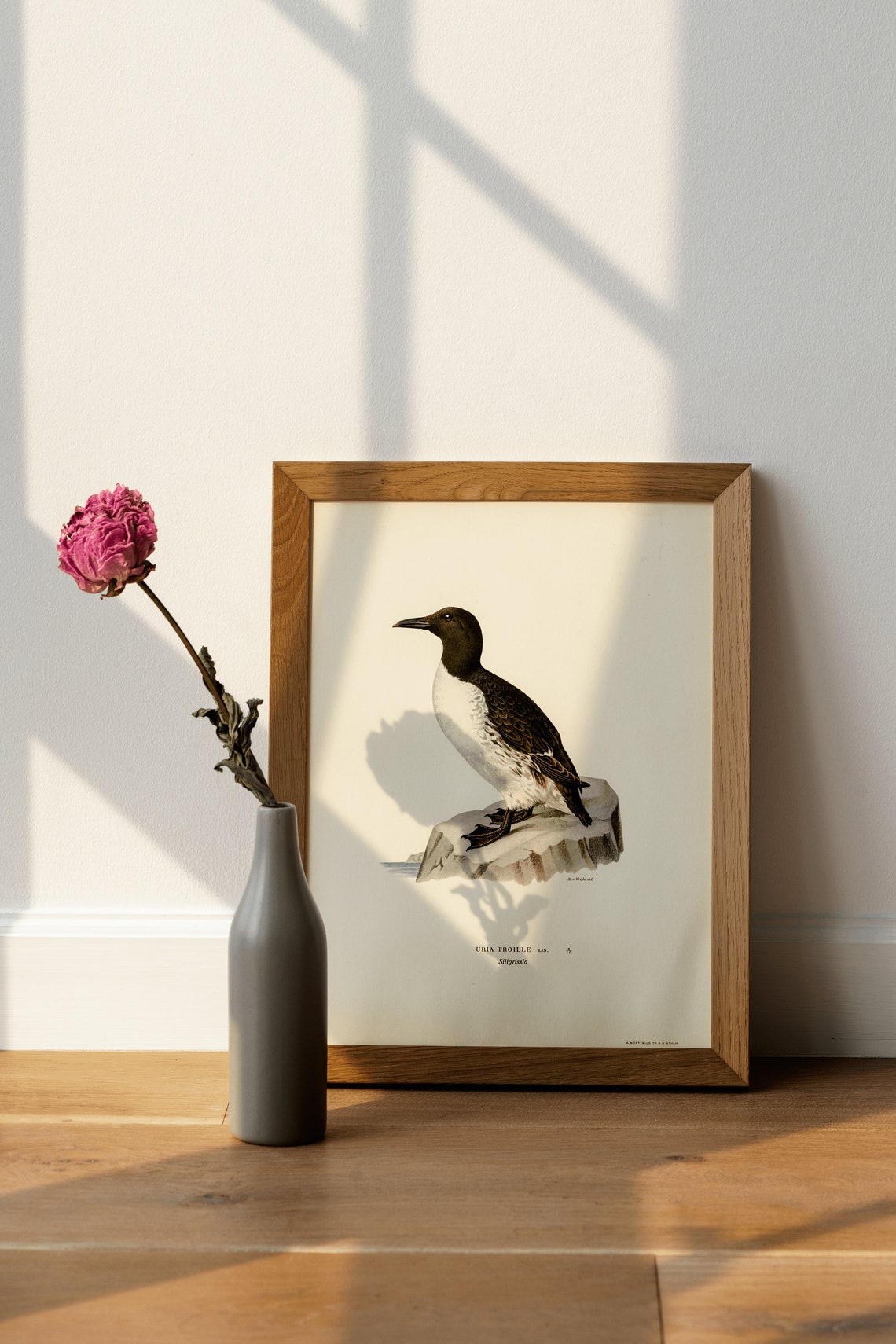 Common Guillemot Vintage Bird Illustration Natural History Poster - Image 4