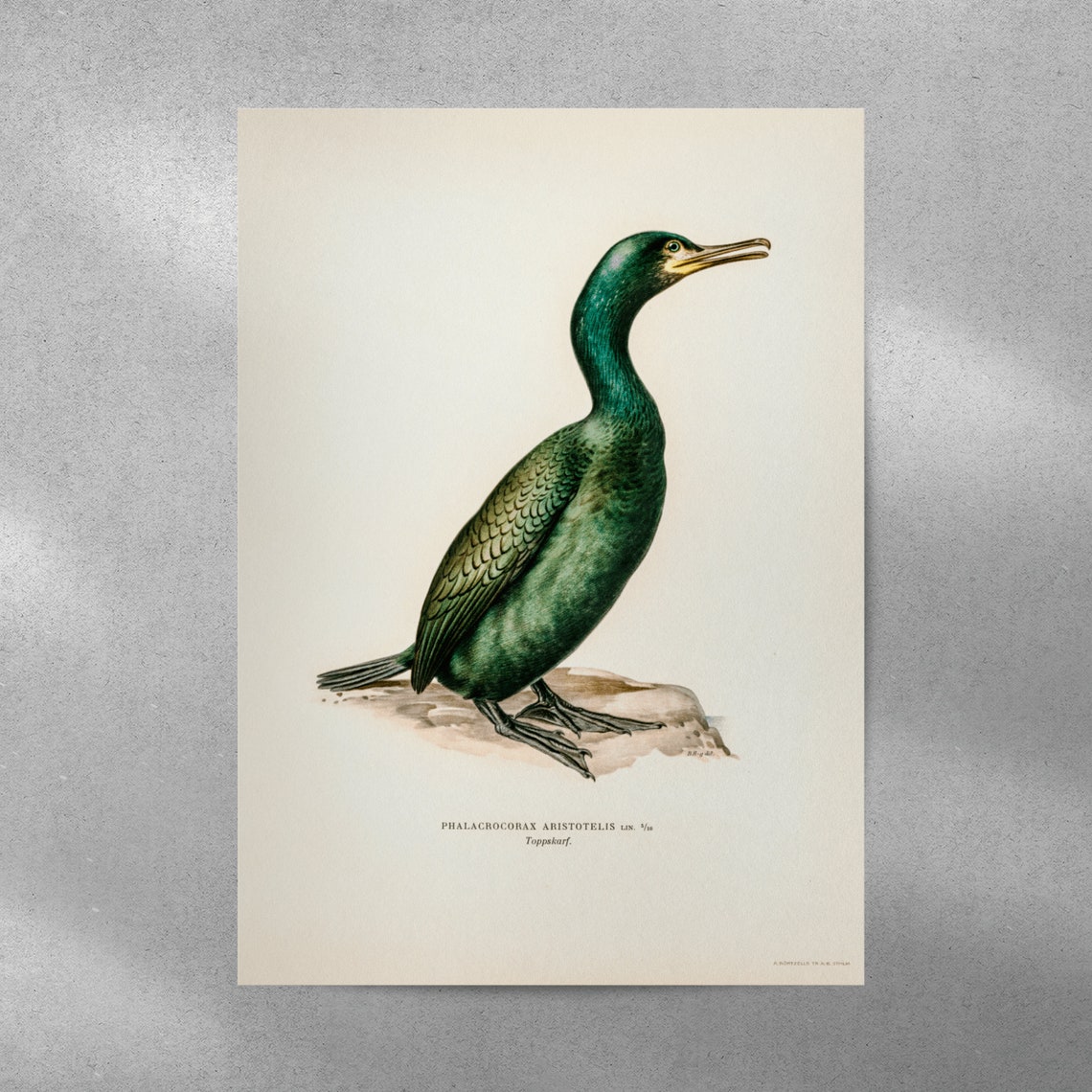 European Shag Bird Vintage Natural History Illustration Poster - Image 4