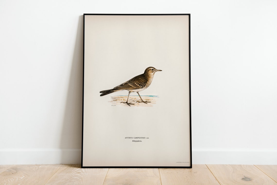 Tawny Pipit Vintage Ornithology Songbird Illustration Art Print