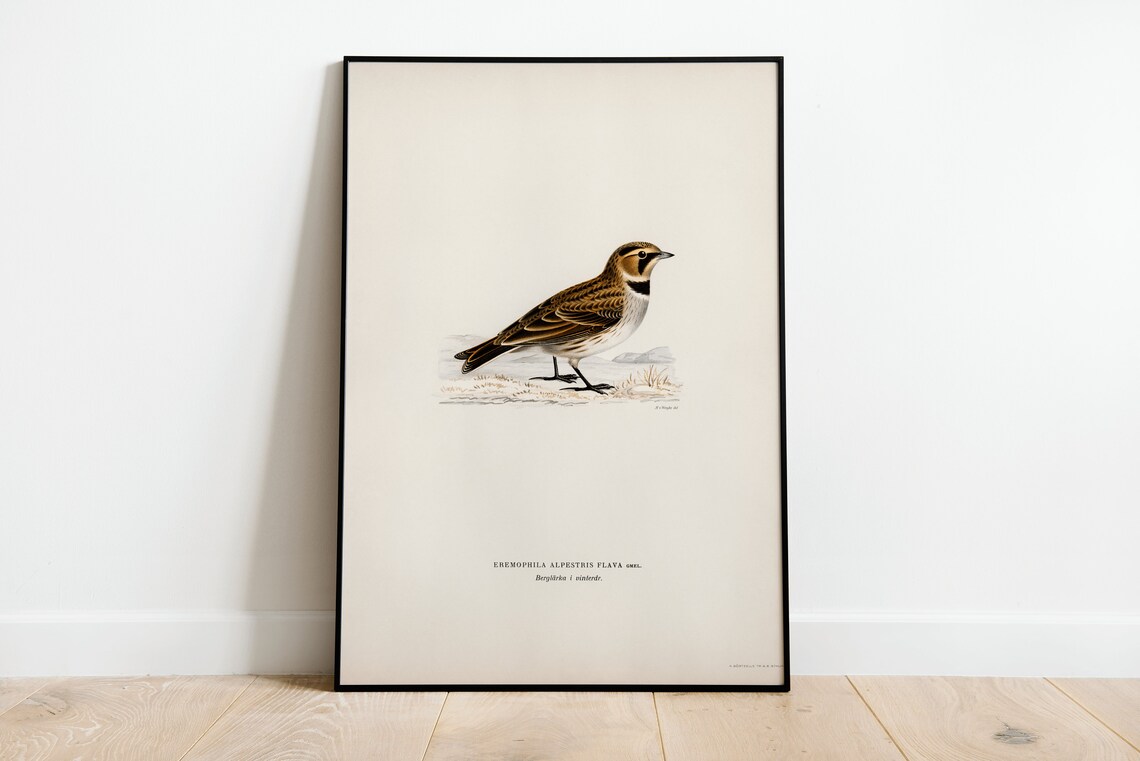 Horned Lark Bird Vintage European Ornithology Illustration Art Print