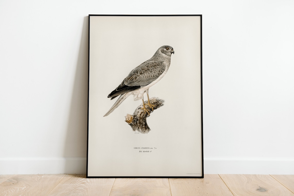 Hen Harrier Vintage Nature Art Print, Bird Of Prey