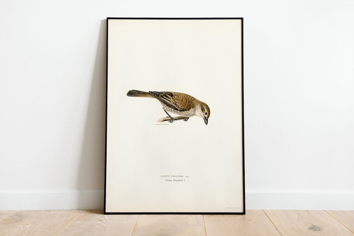 Red Backed Shrike Female Vintage Naturalist Bird Illustration Poster