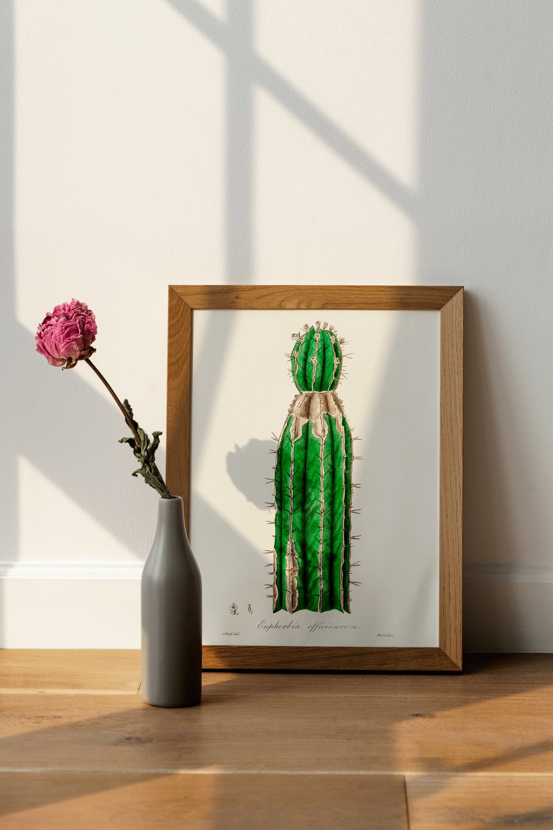 Euphorbia Officinarum Columnar Succulent Botanical Illustration Poster - Image 4