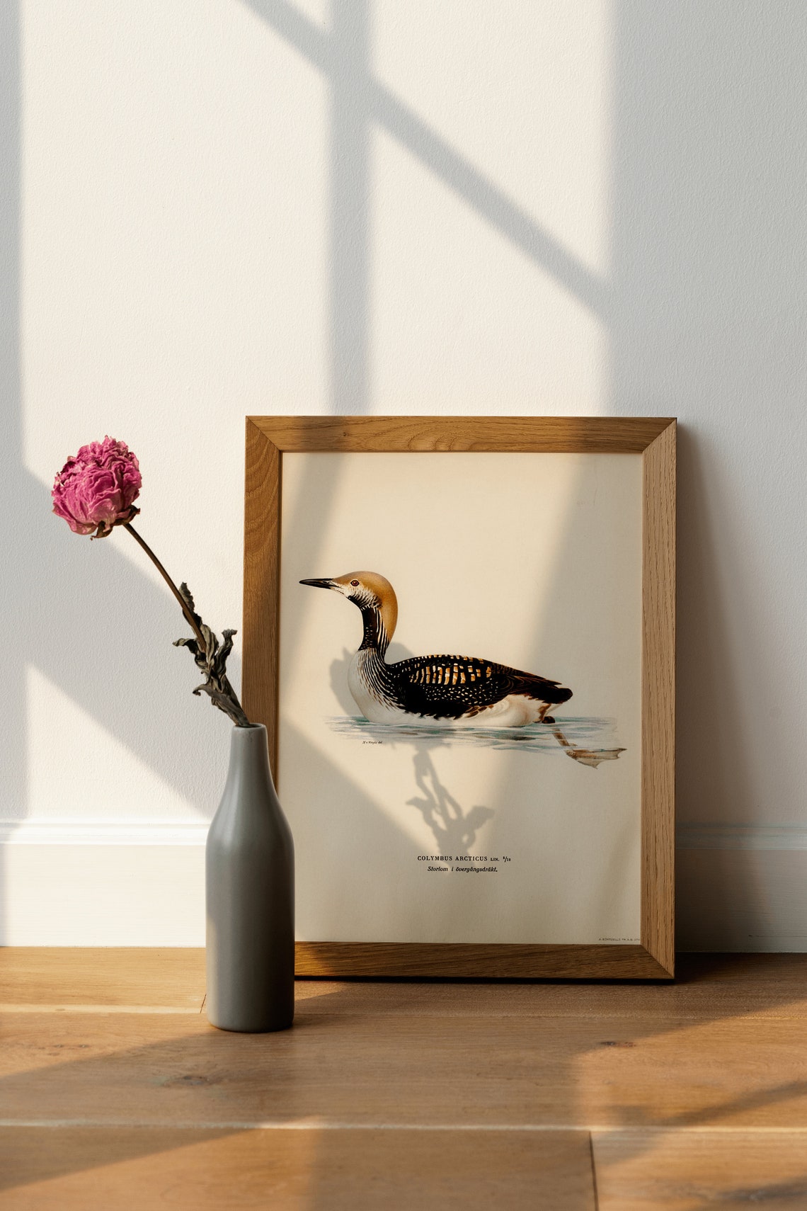 Black Throated Loon Transitional Plumage Vintage Bird Art Poster - Image 4