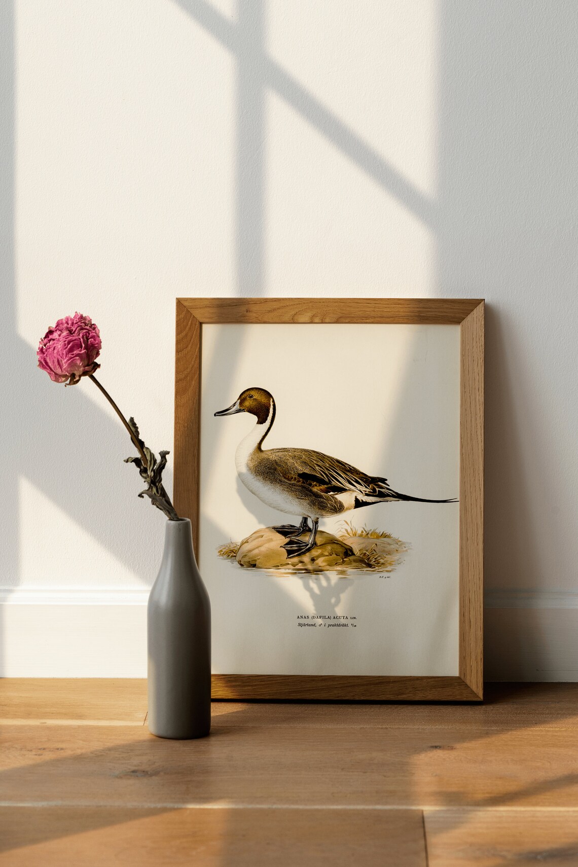 Northern Pintail Duck Vintage Nature Art Print - Image 4