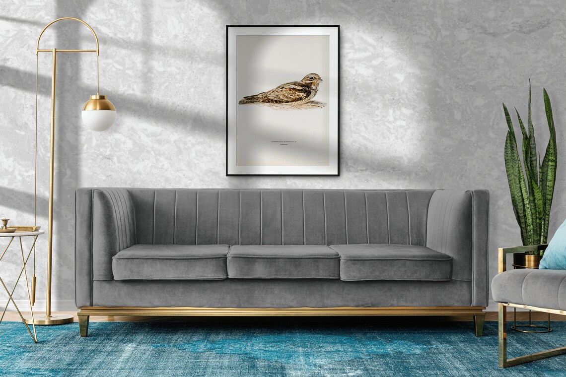 Nightjar Bird Vintage Nature Art Print Poster - Image 2