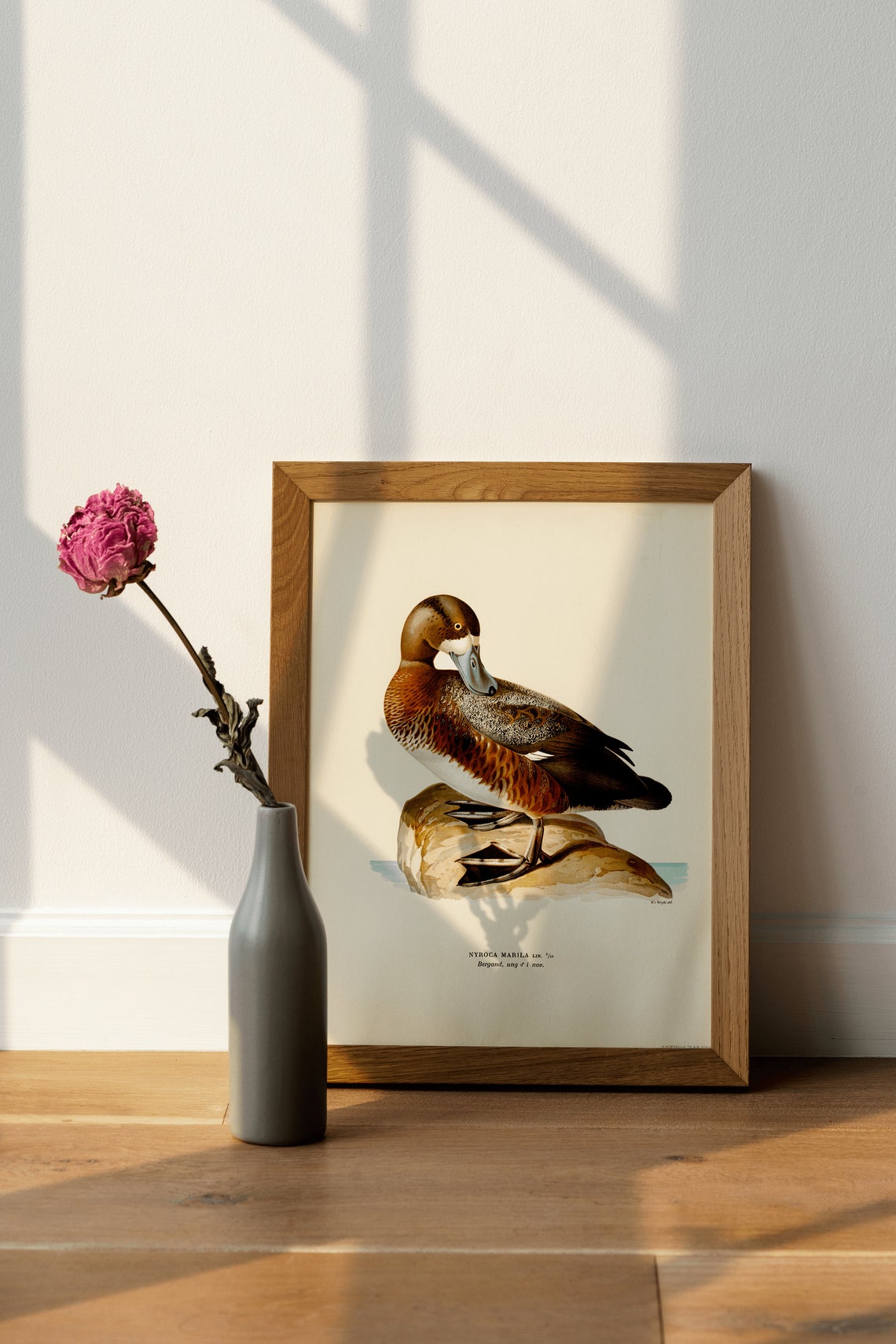 Greater Scaup Female Duck Vintage Natural History Illustration Poster - Image 4