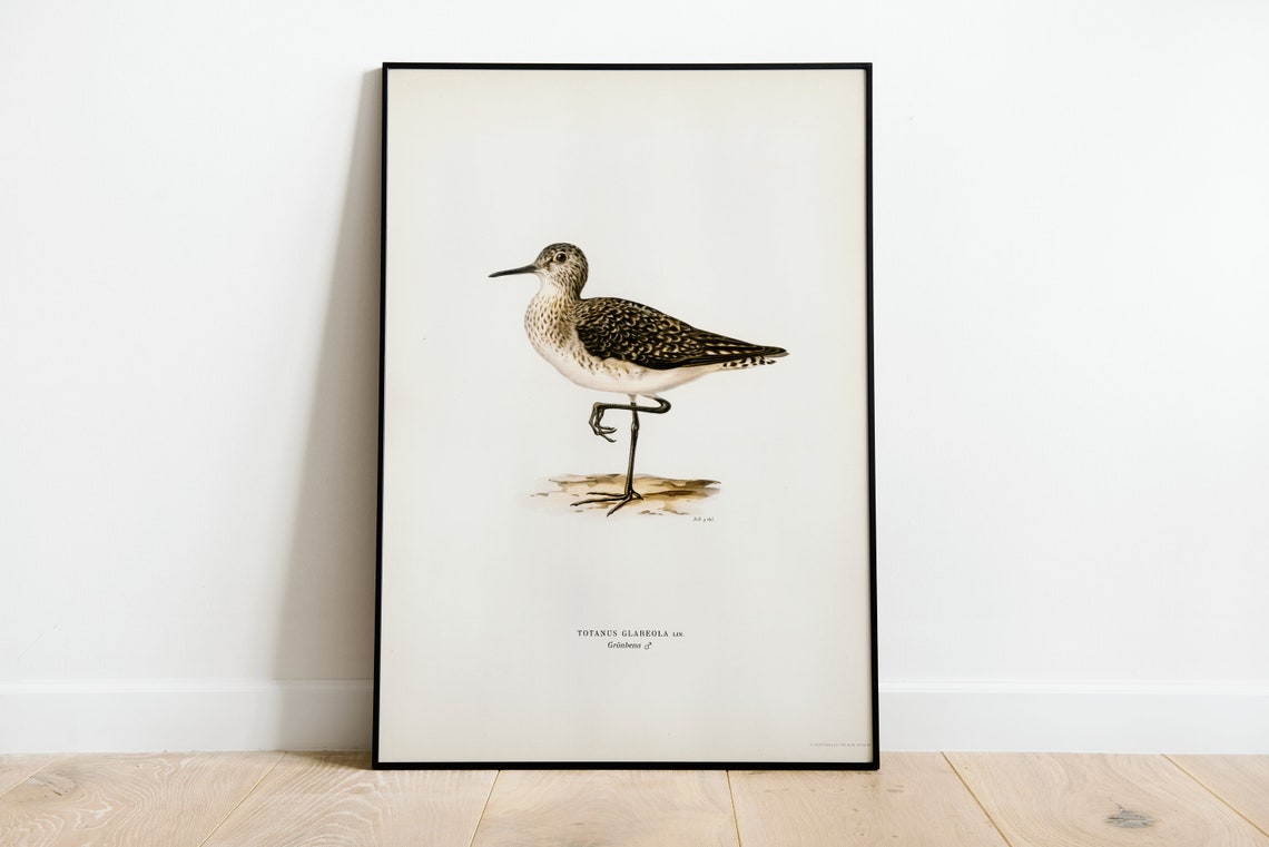 Wood Sandpiper Standing One Leg Vintage Bird Illustration Poster