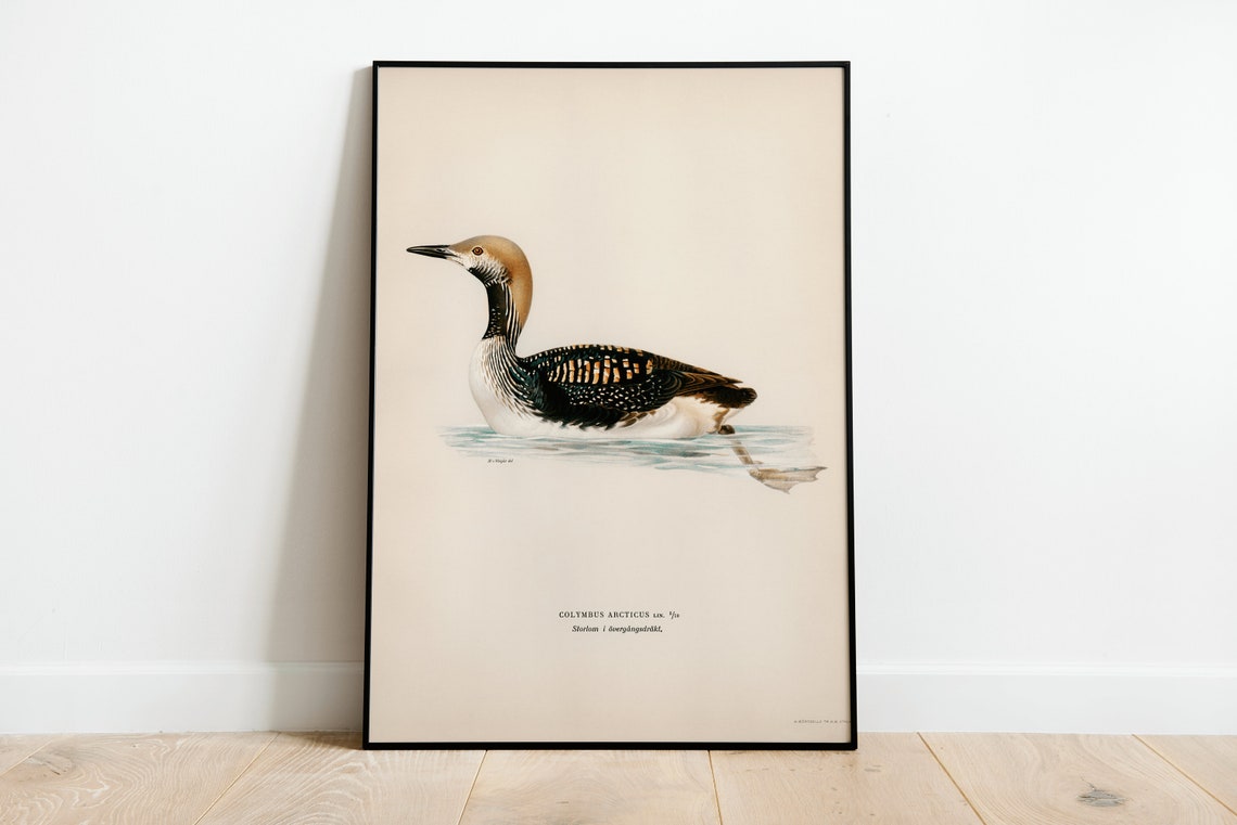 Black Throated Loon Transitional Plumage Vintage Bird Art Poster