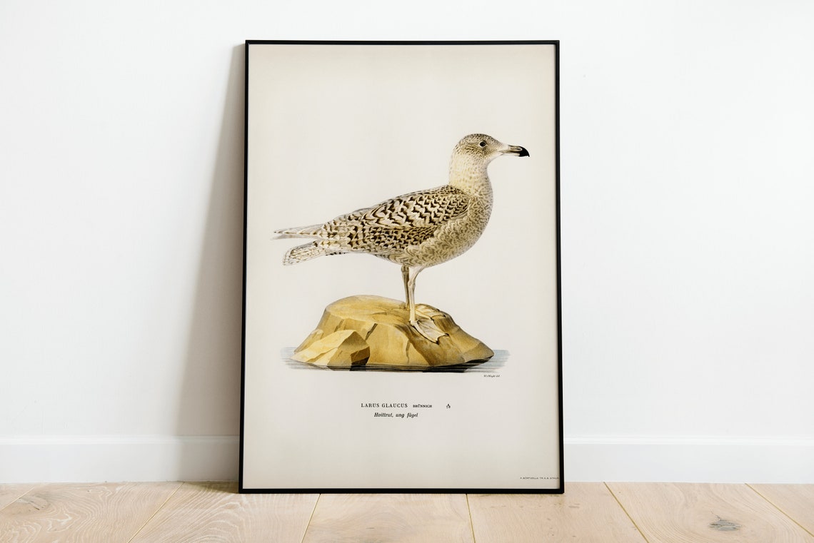 Glaucous Gull Vintage Swedish Ornithology Bird Illustration Poster