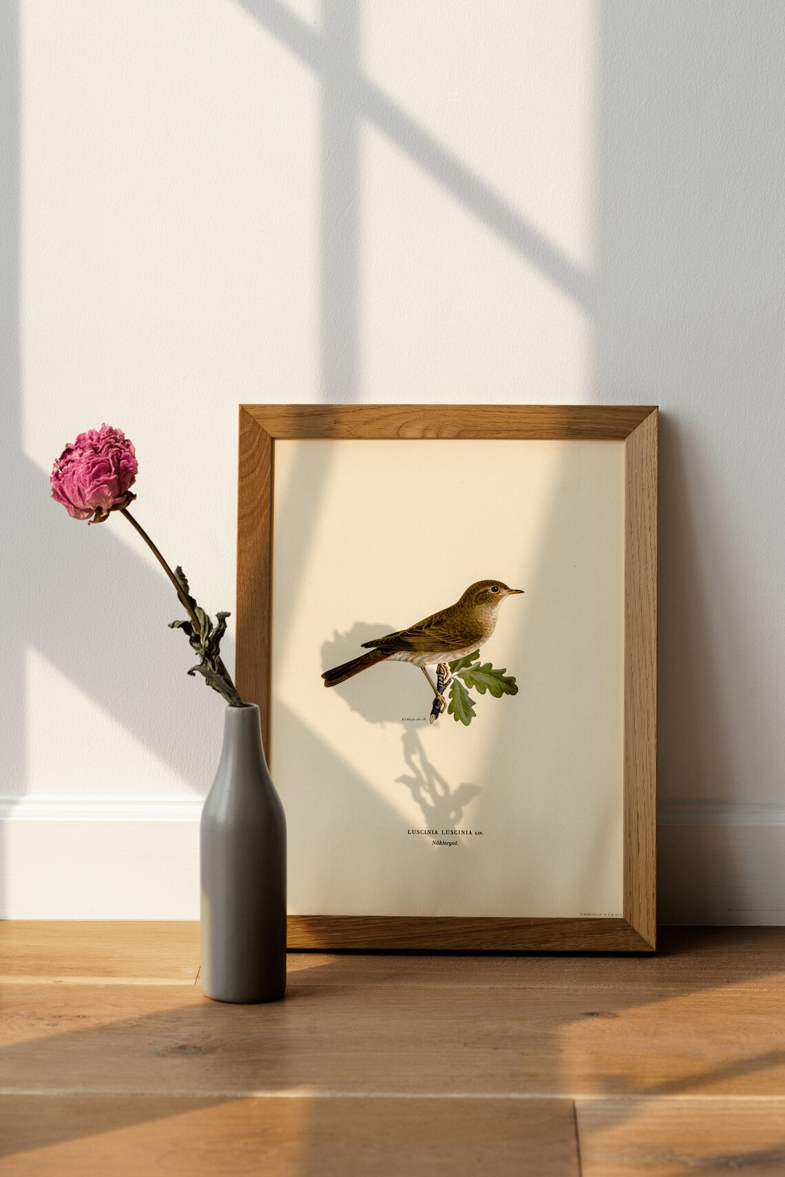 Thrush Nightingale Bird Vintage Nature Art Print - Image 4