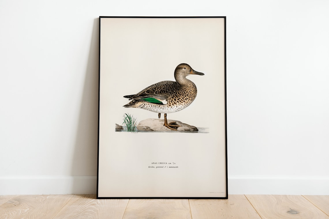Vintage Duck Bird Nature Art Print, Home Decor