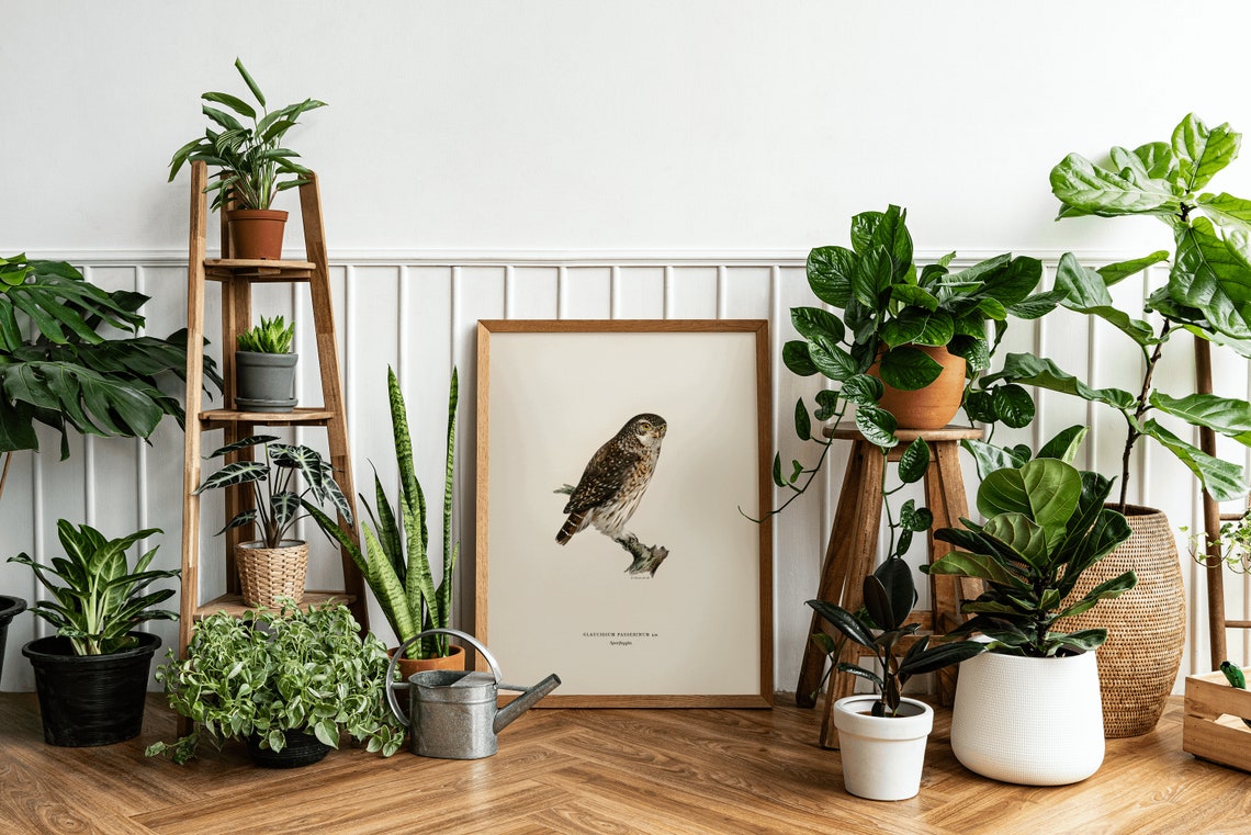Eurasian Pygmy Owl Vintage Ornithological Illustration Poster - Image 3