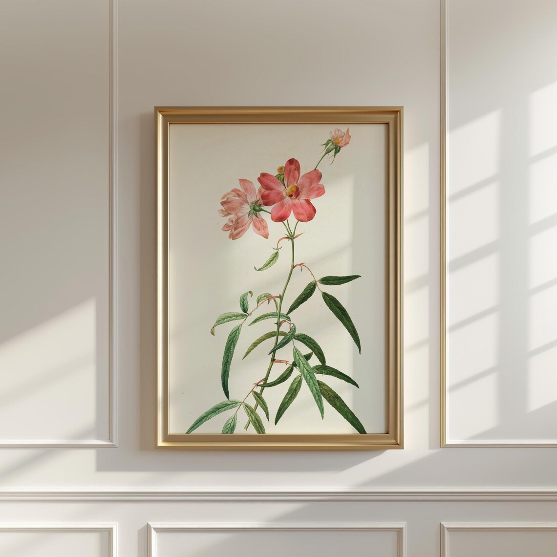 Pink Cosmos Flowers on Tall Stem Vintage Botanical Illustration Poster - Image 5