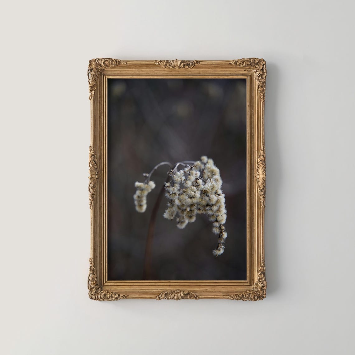 Dried Winter Grass Seed Head Moody Dark Botanical Photography Poster