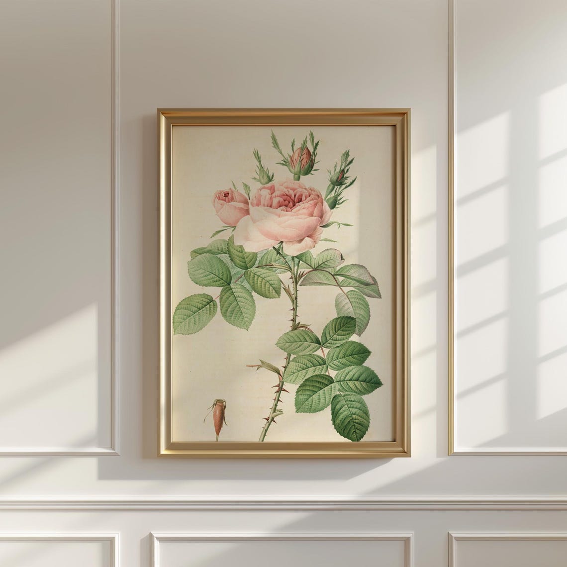 Blush Pink Cabbage Rose Vintage Botanical Illustration Wall Print - Image 5