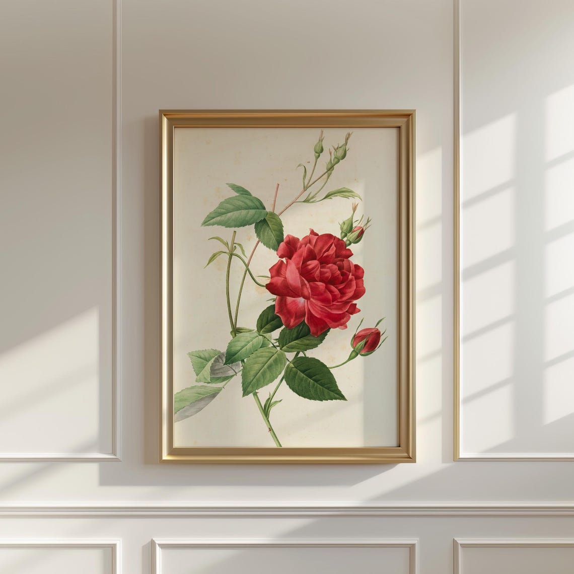 Crimson Red Rose Botanical Illustration with Buds Vintage Poster - Image 5