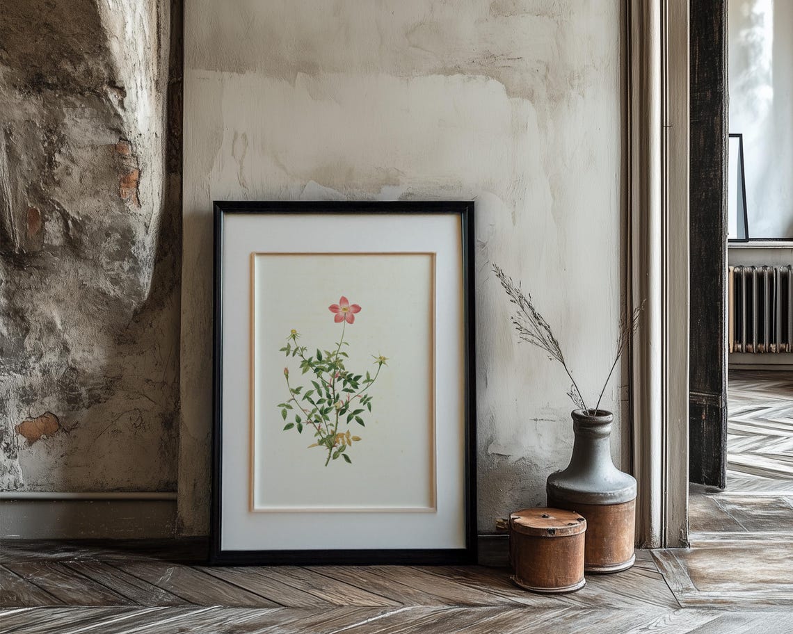 Single Pink Wild Rose On A Delicate Slender Stem Botanical Print - Image 3