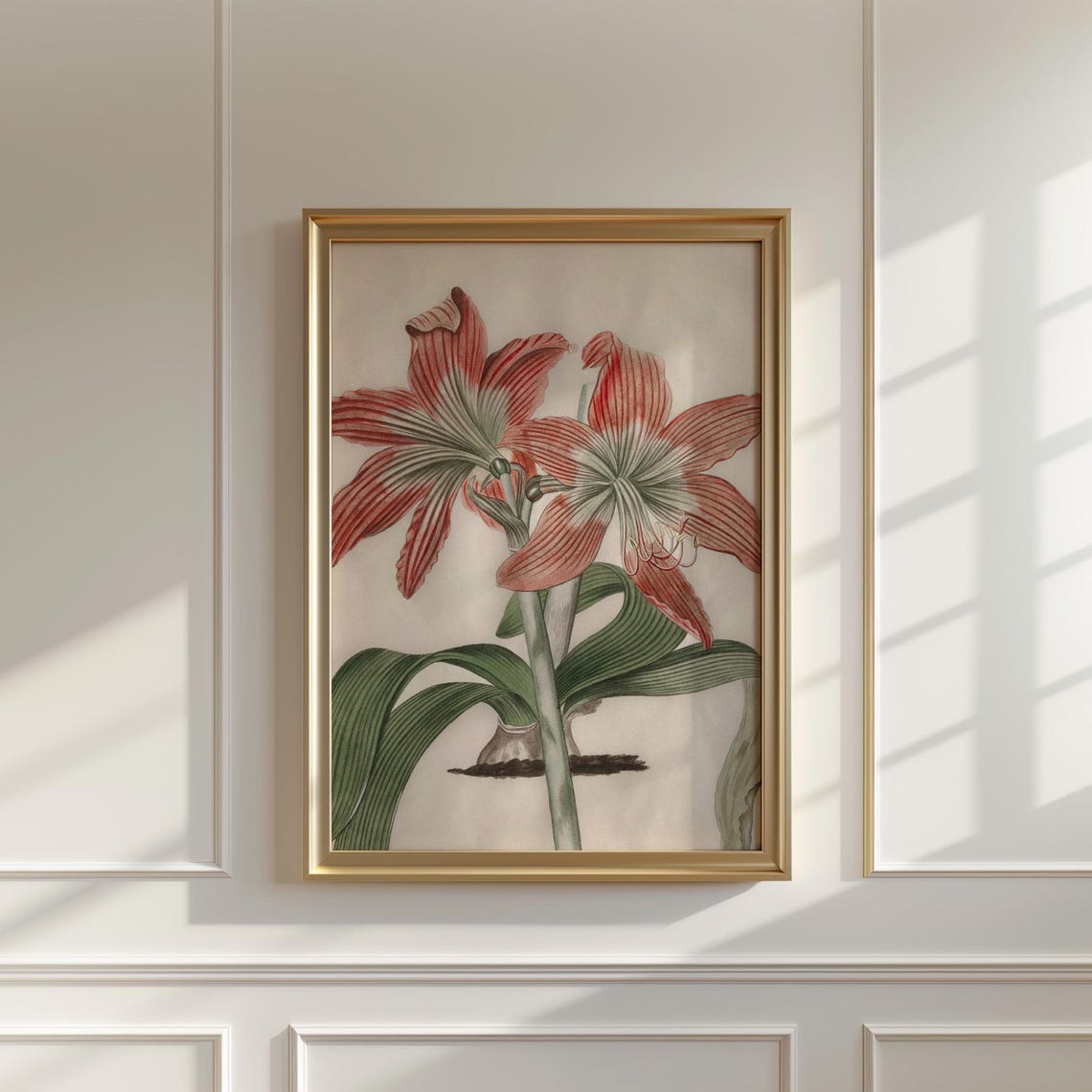 Red And White Striped Amaryllis Vintage Botanical Study Print - Image 5