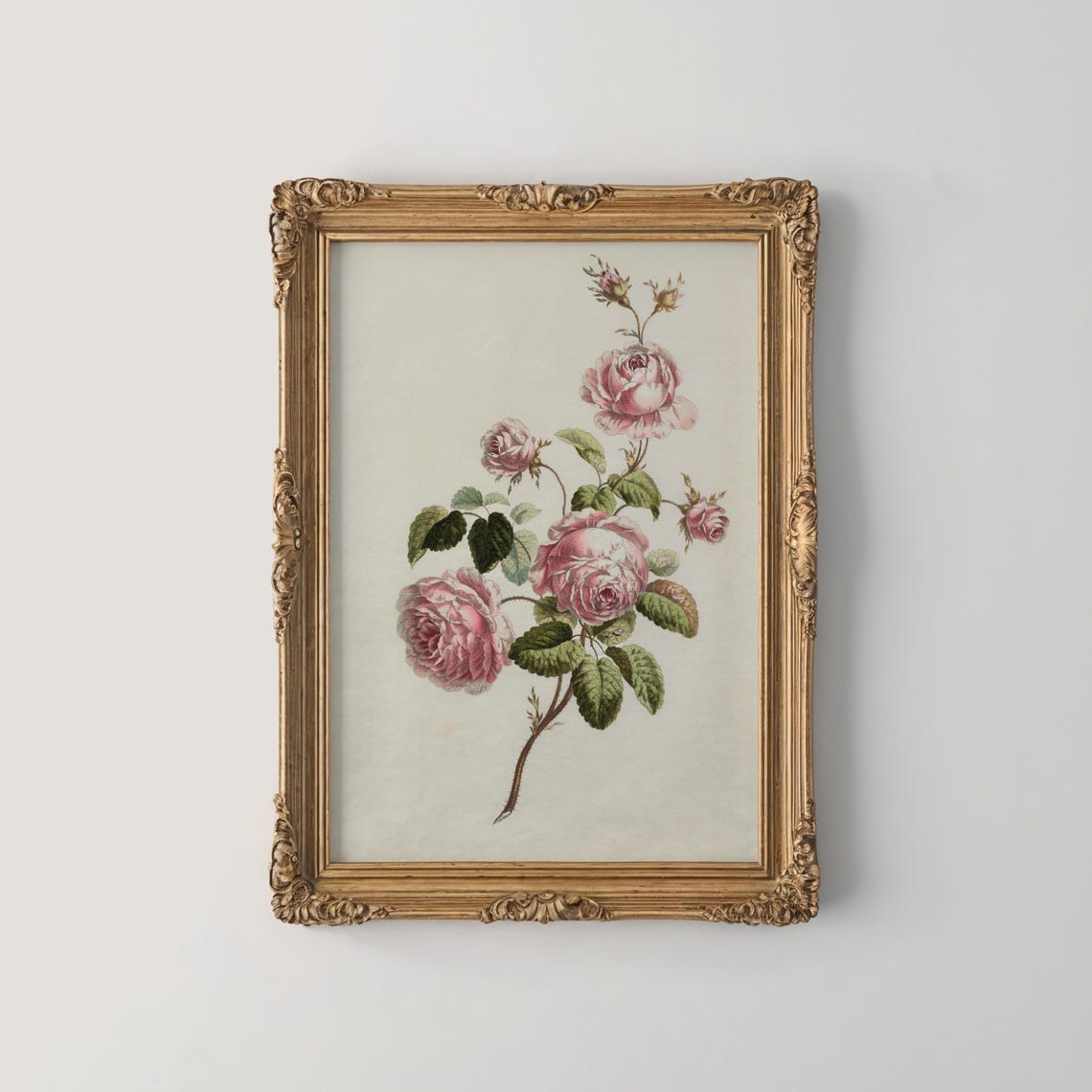 Pink Roses Cluster Vintage Botanical Illustration Wall Decor Print