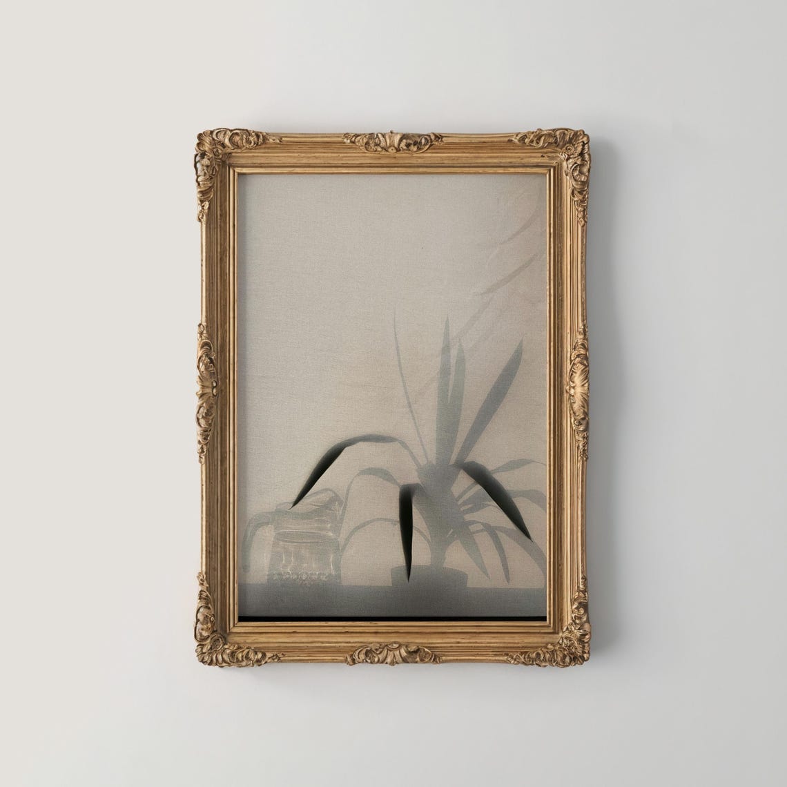 Misty Houseplant Shadow Behind Sheer Curtain Fine Art Poster