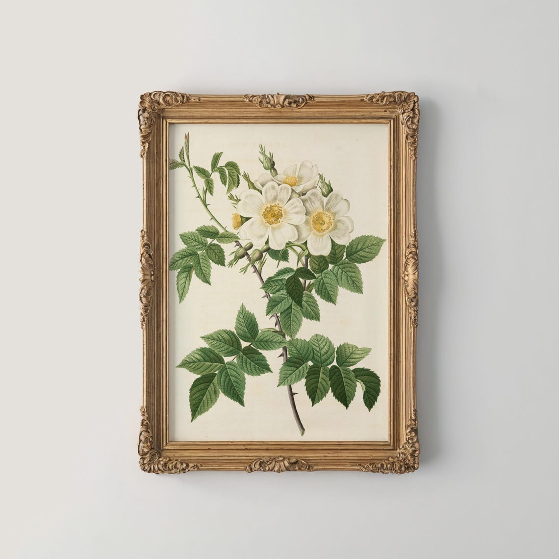 White Wild Rose Blossom Cluster Vintage Botanical Illustration Poster