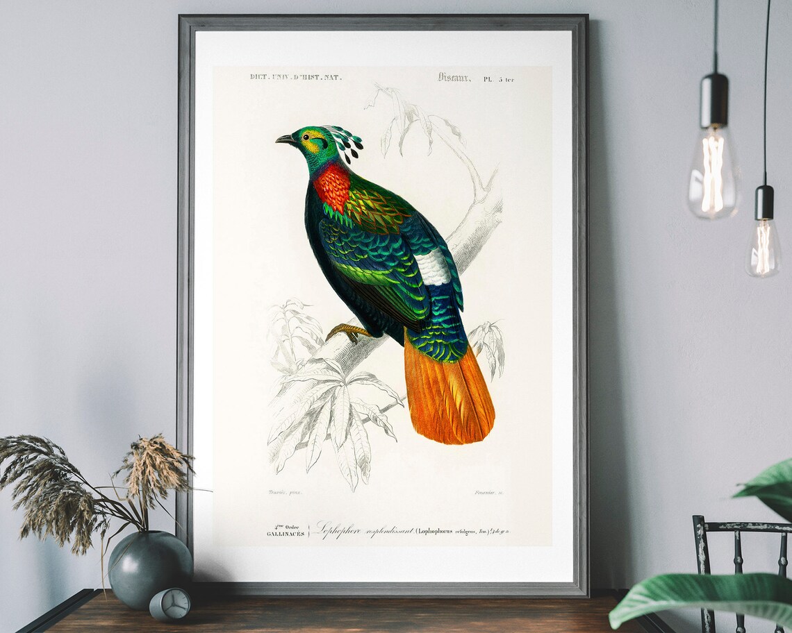 Pheasant Vintage Art Print, Audubon Bird Illustration