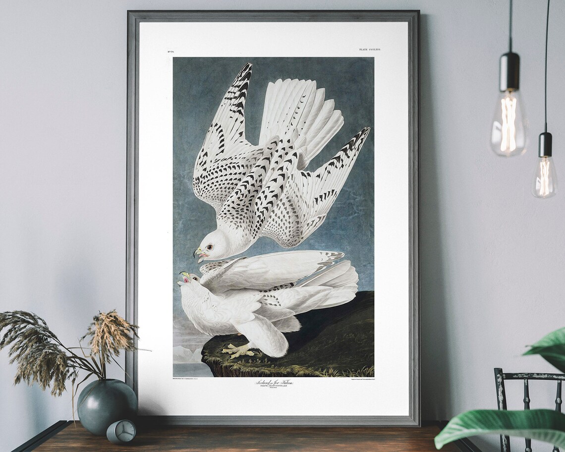 Falcon Vintage Art Print, Birds of America Decor