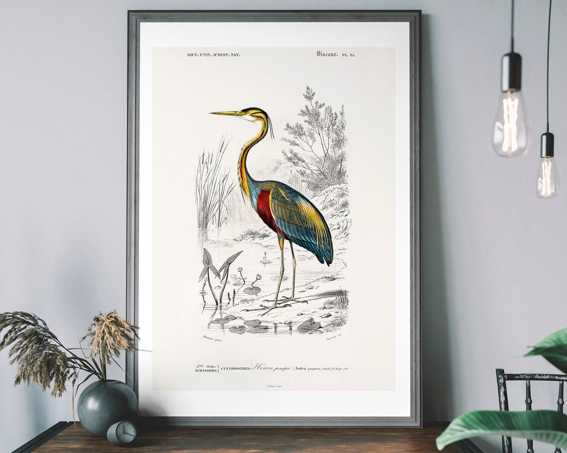 Heron Vintage Art Print, Birds of America Decor