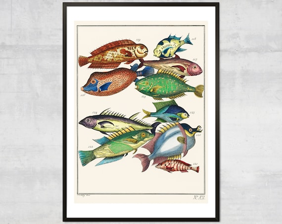 Antique Tropical Fish Illustration Plate XII Hand Colored Natural History Poster