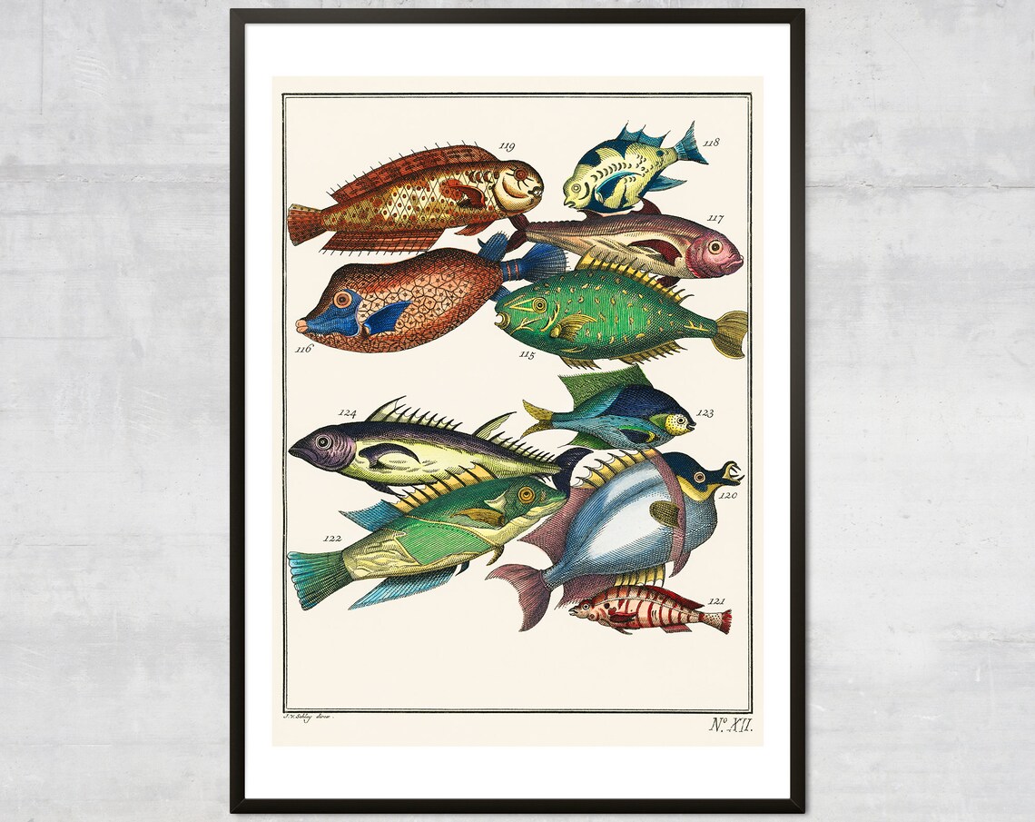 Antique Tropical Fish Illustration Plate XII Hand Colored Natural History Poster
