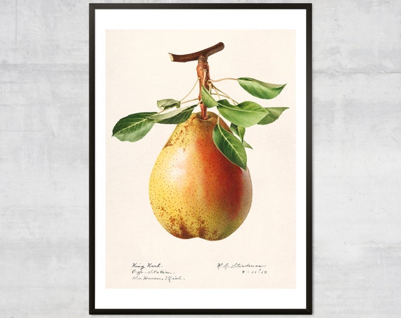 Vintage Pear Poster, Antique Botanical Art Print