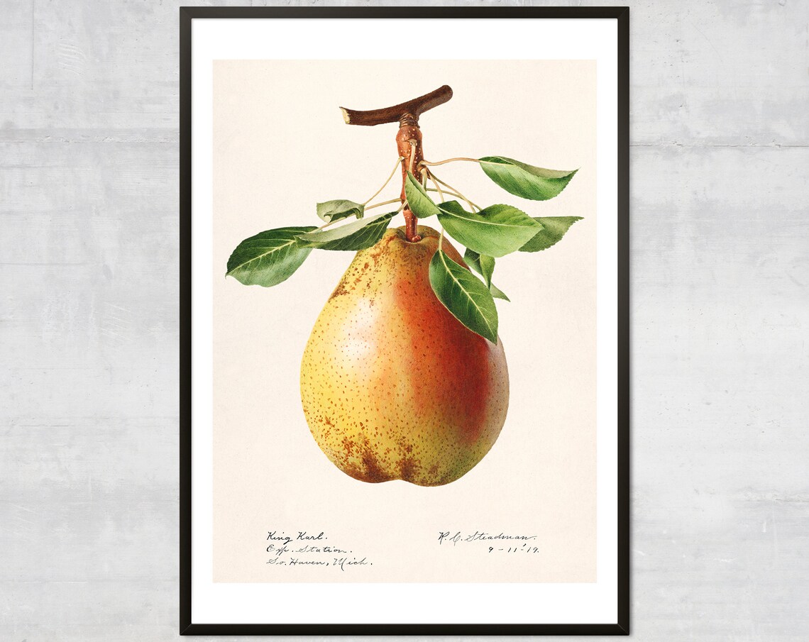 Vintage Pear Poster, Antique Botanical Art Print