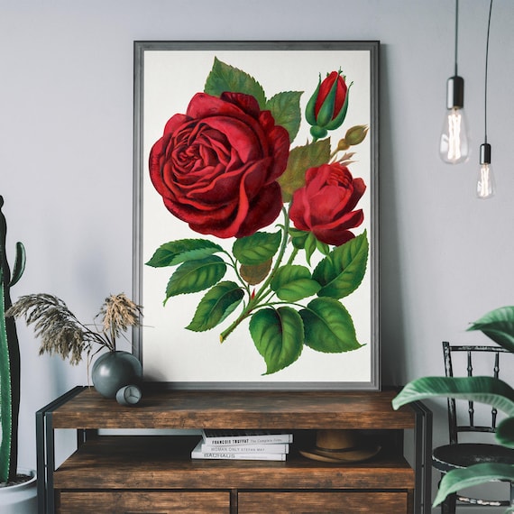 Red Rose Botanical Illustration Vintage Classic Flower Print