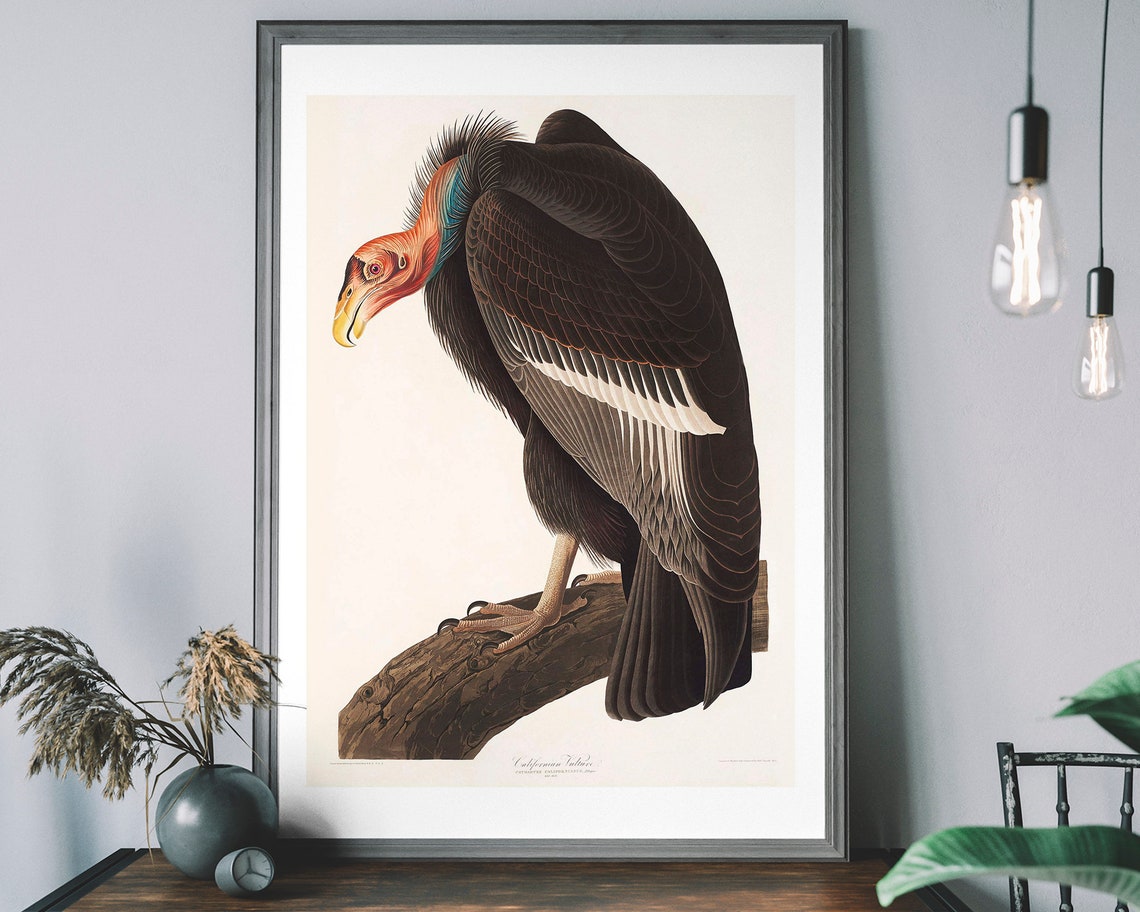 Californian Vulture Audubon Style Vintage Bird Illustration Art Poster