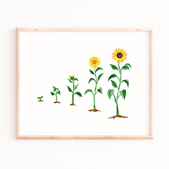 Sunflower Evolution Watercolor Art Print, Bohemian