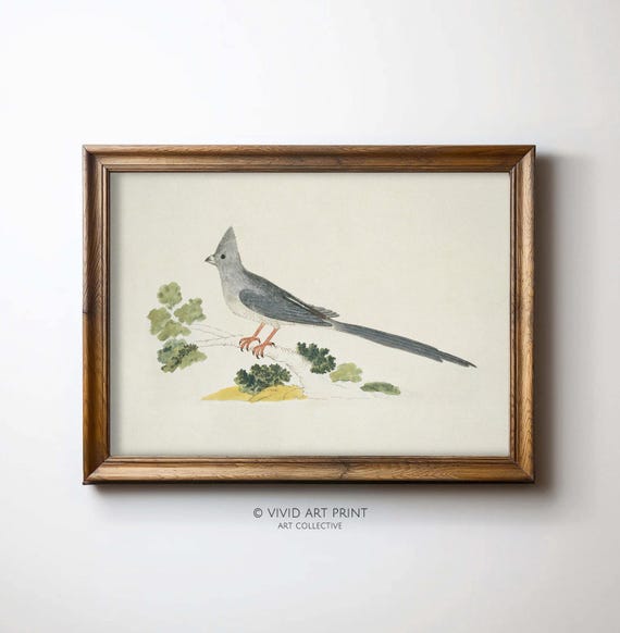 Vintage Bird Illustration Art Print, Antique Minimalist Nature