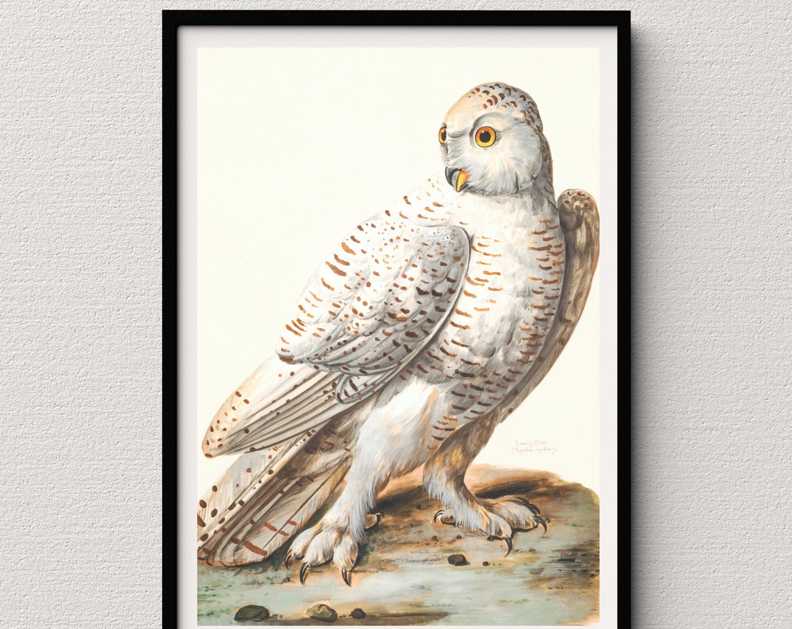 Snowy Owl Vintage Wildlife Illustration White Owl Bird Poster - Image 4