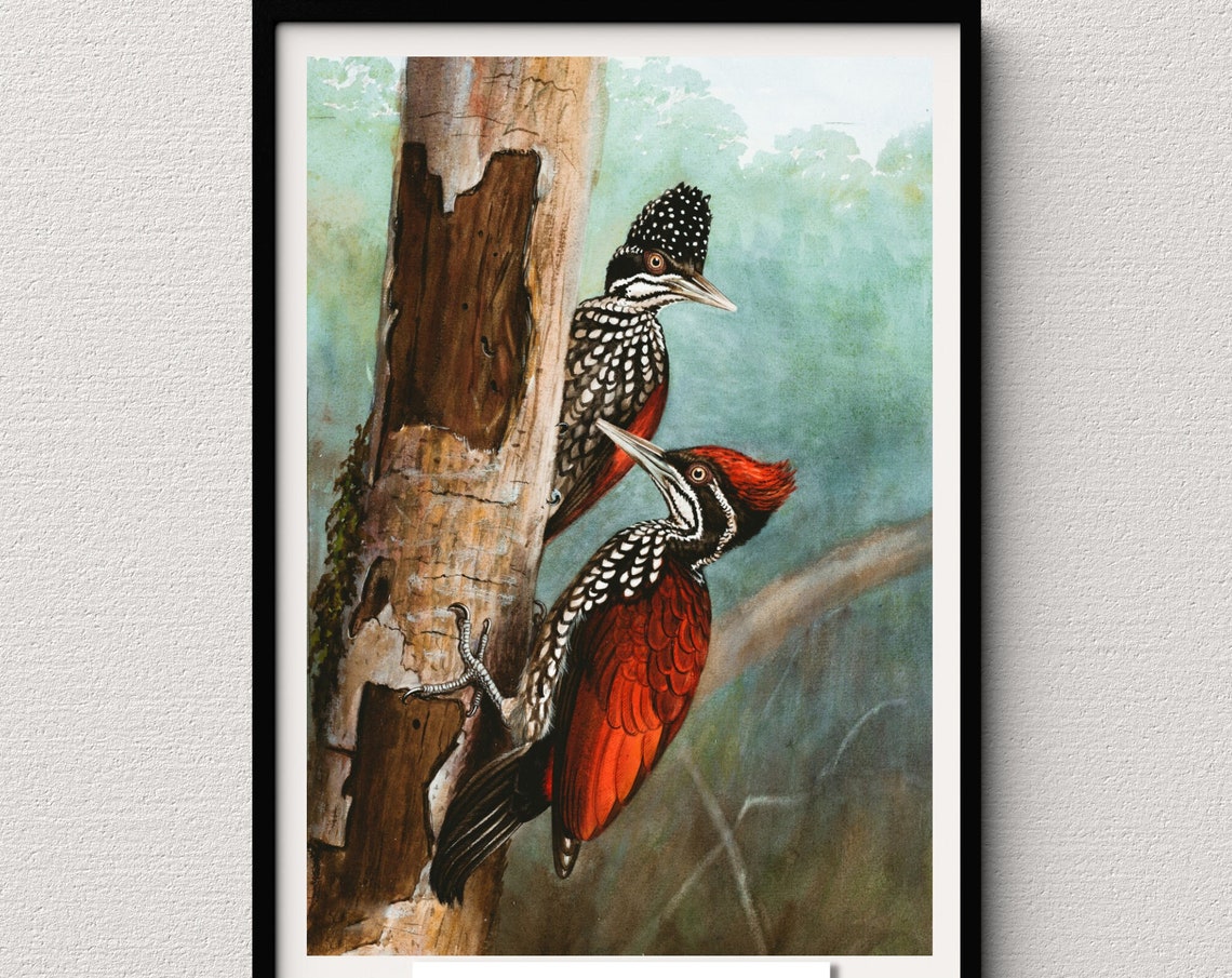 Crimson Backed Woodpecker Pair Vintage Naturalist Bird Painting Poster