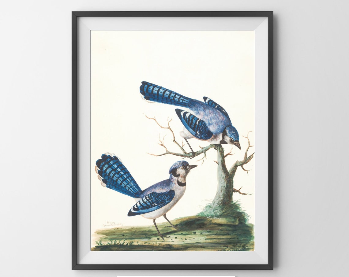 Vintage Pair Of Blue Jays Perched On Branch Nature Illustration Print - Image 4