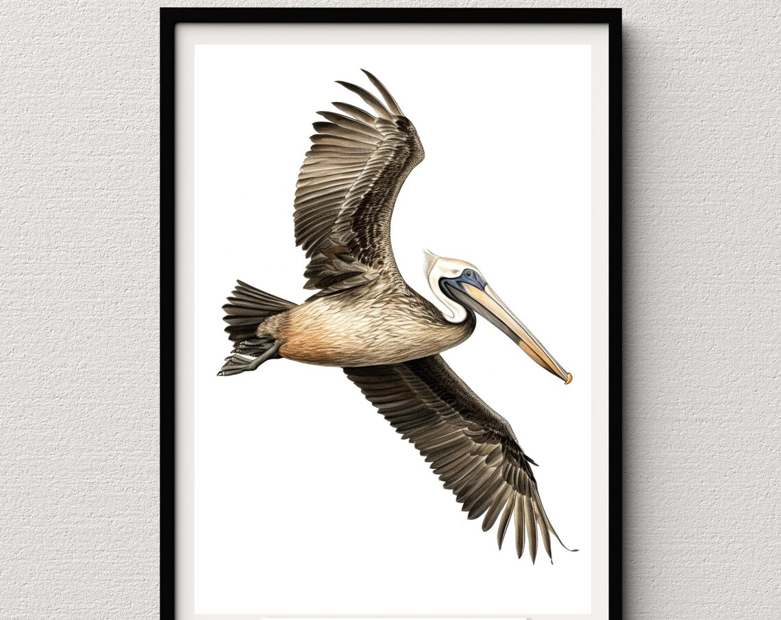 Brown Pelican In Flight Seabird Watercolor Illustration Art Poster