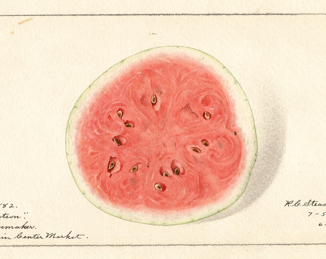 Watermelon Cross Section Pomological Watercolor Study Poster