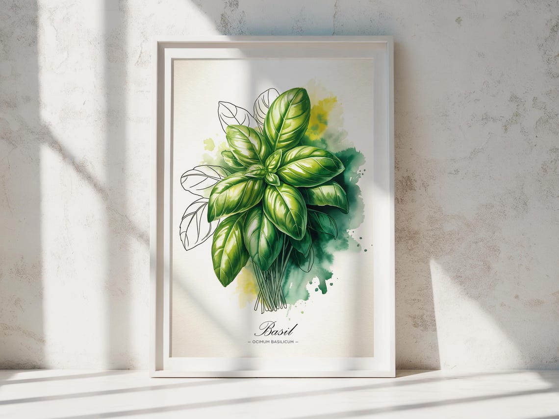 Basil Watercolor Botanical Herb Kitchen Decor Ocimum Basilicum Poster