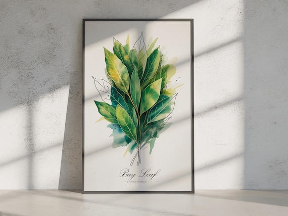 Bay Leaf Laurus Nobilis Botanical Watercolor Kitchen Wall Print